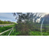 Venta Parcela Robles De Pilauco Osorno (127903)