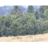 Espectacular Campo De 200 Hectareas En Loncoche