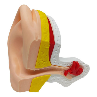 Ouvido Modelo Anatômico Externo Interno Suporte Orelha