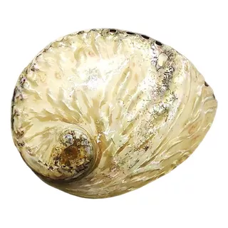 Concha Natural Abalone P/ Coleção Defumação Decoração Arte