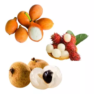 Kit Frutas Raras 1 Achachairu, 1 Rambutan E 1 Longana
