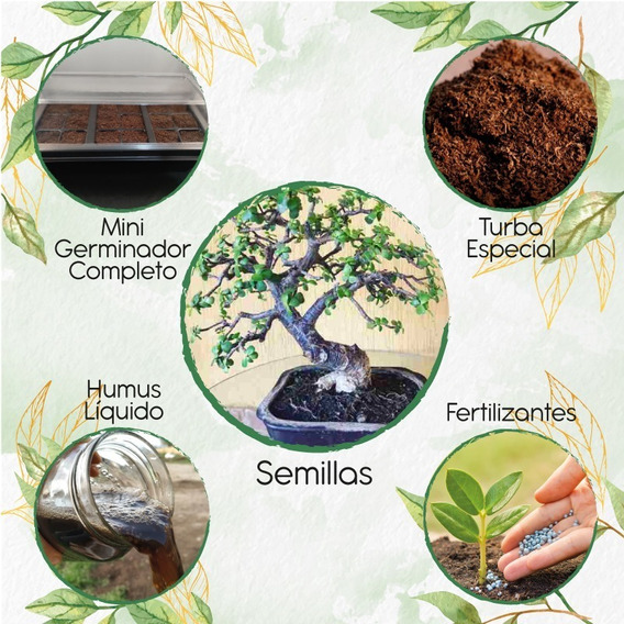 10 Semillas De Bonsái Búcaro + Kit De Germinación Especial