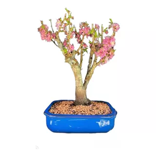 Bonsai Cerejeira Japonesa Rosa Sakura Robusta C/vaso Porcela