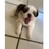 Filhote De Shihtzu