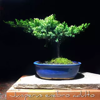 Bonsai Juniperus Cobra Kai Karate Kid