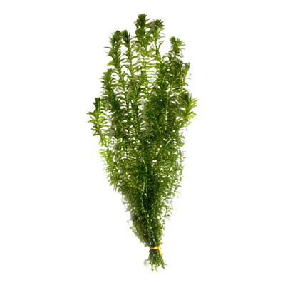 100 Plantas De Elodea (egeria Densa) Planta Acuario Tienda