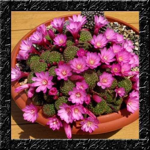 Sementes De Flor Cactos Do Gênero Rebutia P/ Mudas - R$ 9 