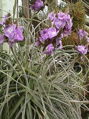 Tillandsia Streptocarpa - Bromelia - R$ 22,00 em Mercado Livre Tillandsia Streptocarpa - Bromelia - R$ 22,00 em Mercado Livre