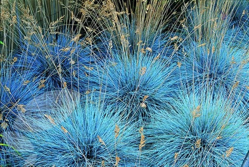 Sementes De Grama Azul Festuca Ovina Glauca Gramados Mudas 