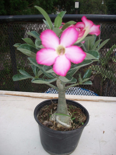 Amazon Com 2 Rosa Del Desierto 1 Ao De Edad Planta De Amazon Com 2 Rosa Del Desierto 1 Ao De Edad Planta De