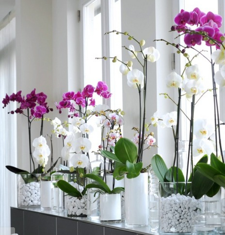 orquideas phalaenopsis con 4 flores 600 00 en mercado libre