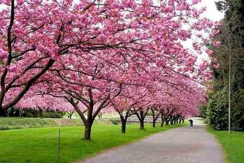 q significa cherry tree cerezo japones 10 semillas 30 00 en mercado libre q significa cherry tree cerezo japones 10 semillas 30 00 en mercado libre