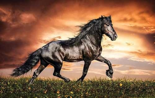 Ver fotos de cavalos selvagem 95 Ver fotos de cavalos selvagem 69