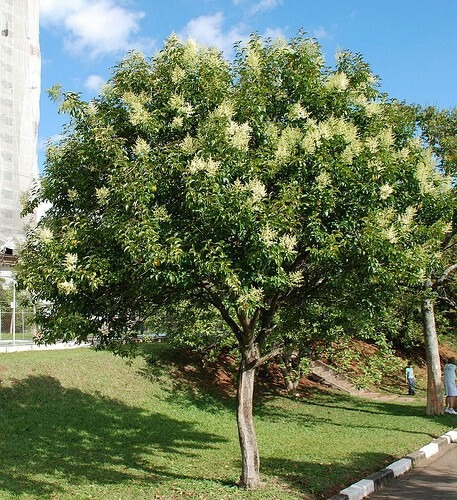 Alfeneiro ligustro rvore sombra bonsai muda r for Alberelli sempreverdi