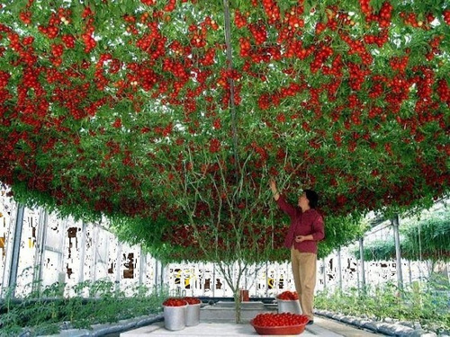50 Sementes Tomate De Árvore Italiano Gigante Frete Grátis 