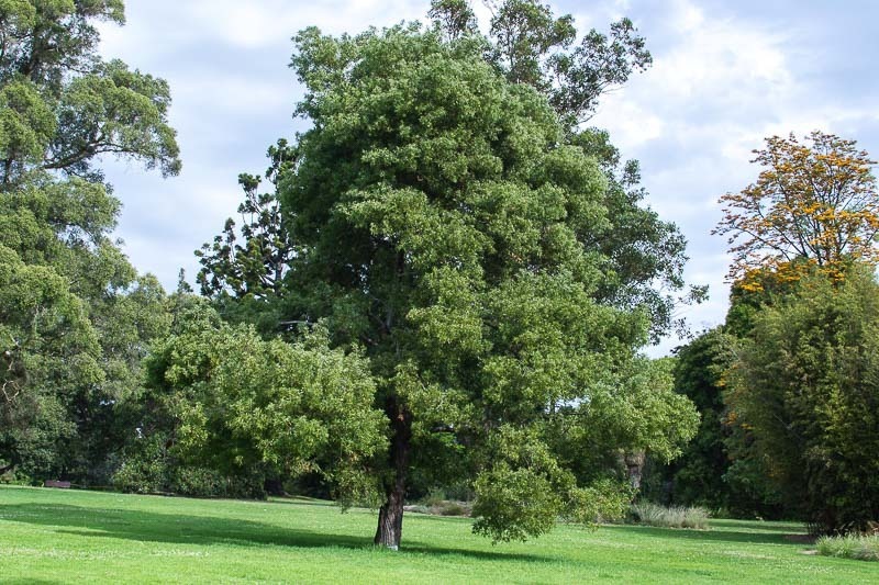 Resultado de imagen de Acacia melanoxylon