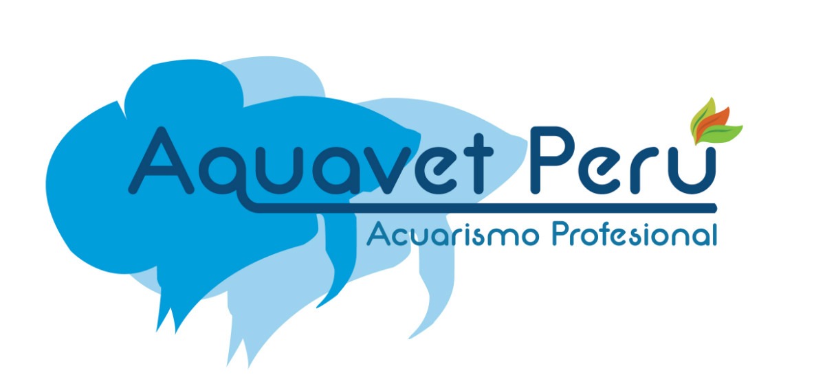 preguntas y respuestas java adorno helecho de java en roca aqua one peces acuarios preguntas y respuestas java adorno helecho de java en roca aqua one peces acuarios