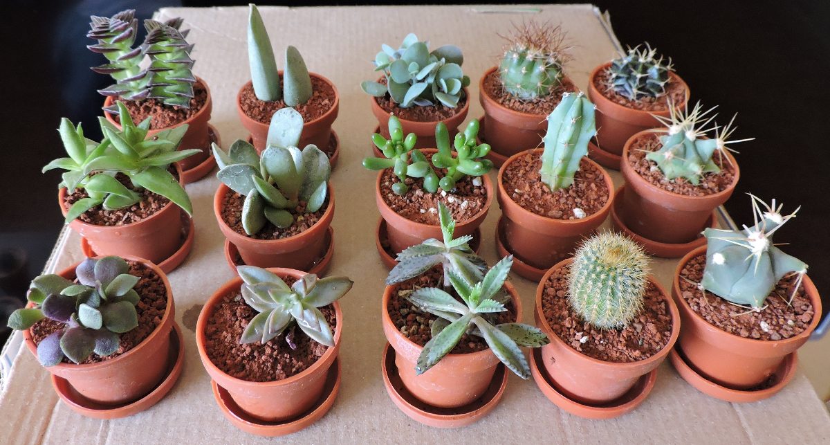 Adorno para sala, plantas miniatura, cactus, suculentas 12.00 ...