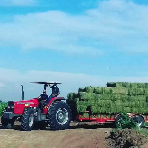 alfalfa en pacas