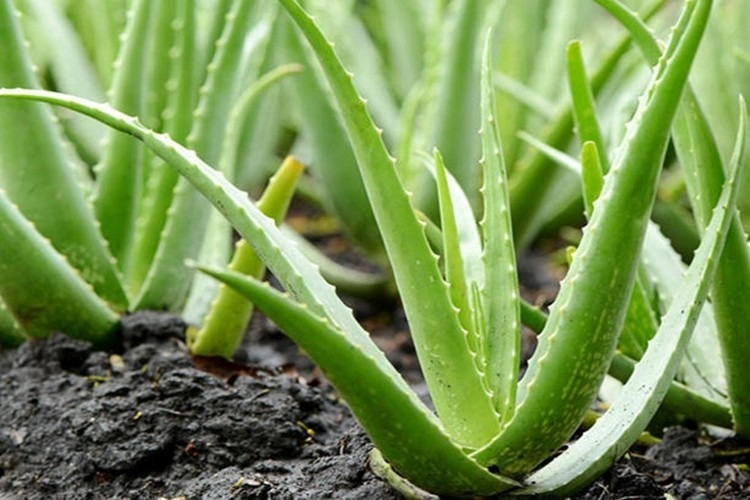 aloe vera 100 per cento gel