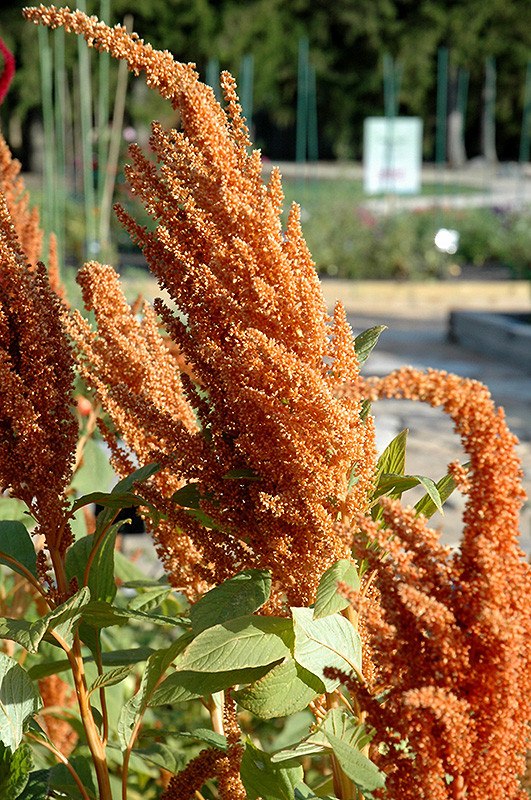 Amaranto Hot Biscuit - Amaranthus Cruentus Flor Sementes 