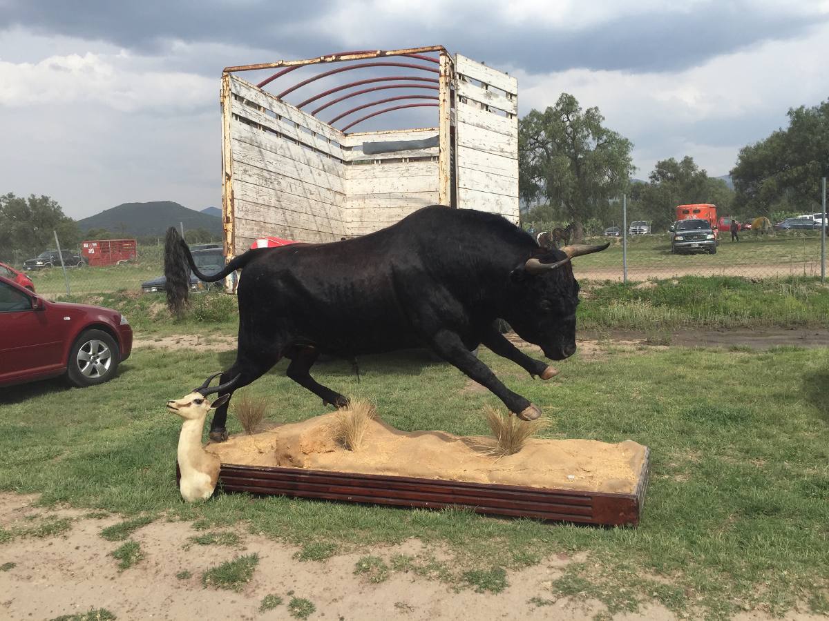 Animales Disecados 100 % Artificiales Toro De Lidia 500 ...