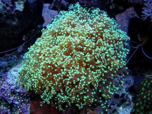 Resultado de imagem para frog coral