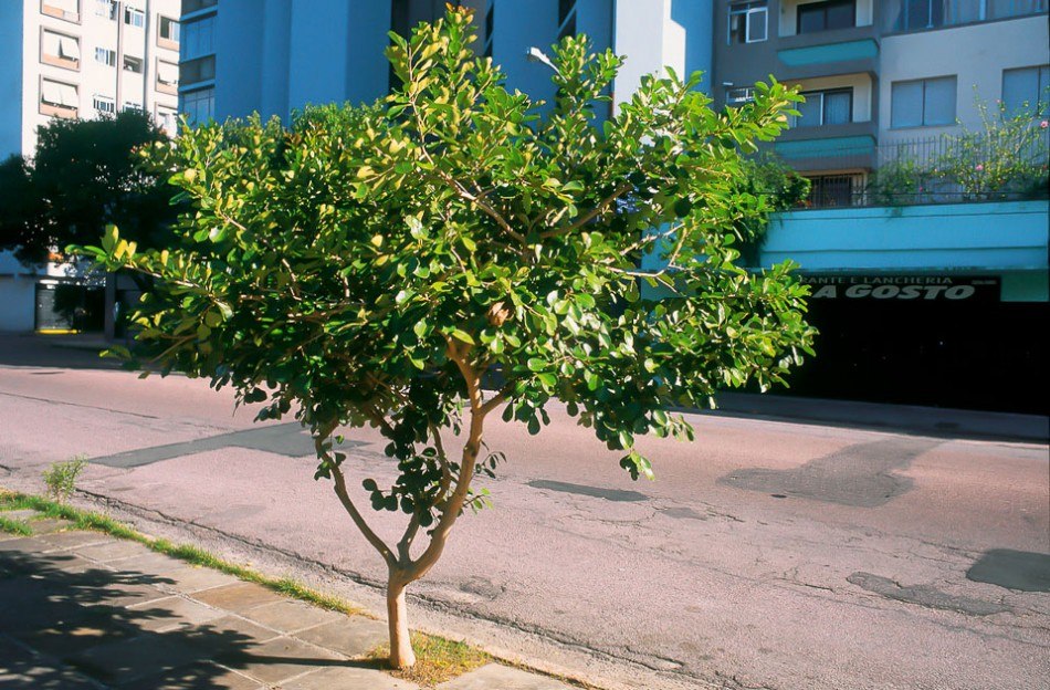 Araçá Amarelo Anão - Sementes Frutas Para Mudas - R$ 17,99 em Mercado Livre