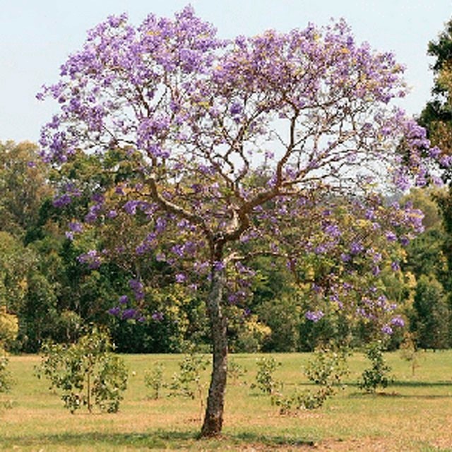 caracteristicas de la jacaranda caracteristicas de la jacaranda