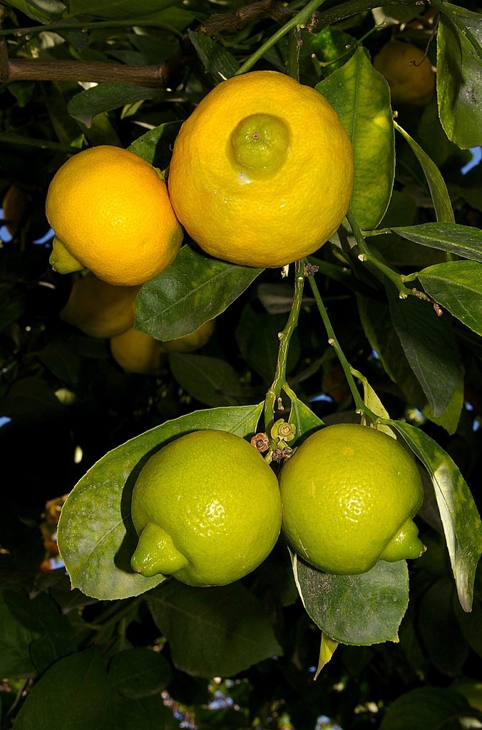 arbol-de-lima-lima-de-chichi-citrus-lime