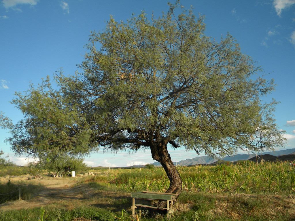 Arbol De Mezquite Reforestacion 160 00 en Mercado Libre