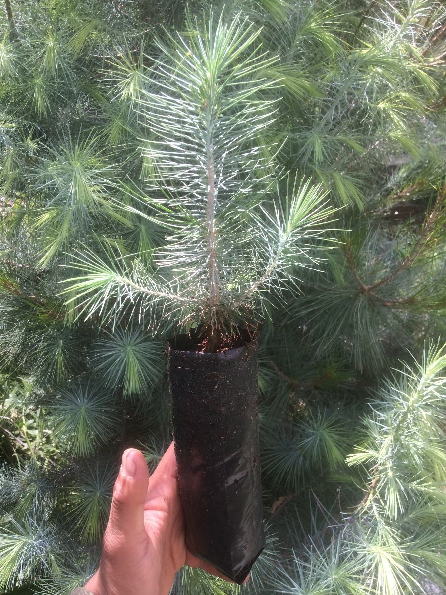 Árbol Pino Azul Piñón 6000 En Mercado Libre 