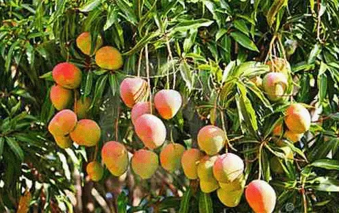 árboles de mango - injertados - primera calidad