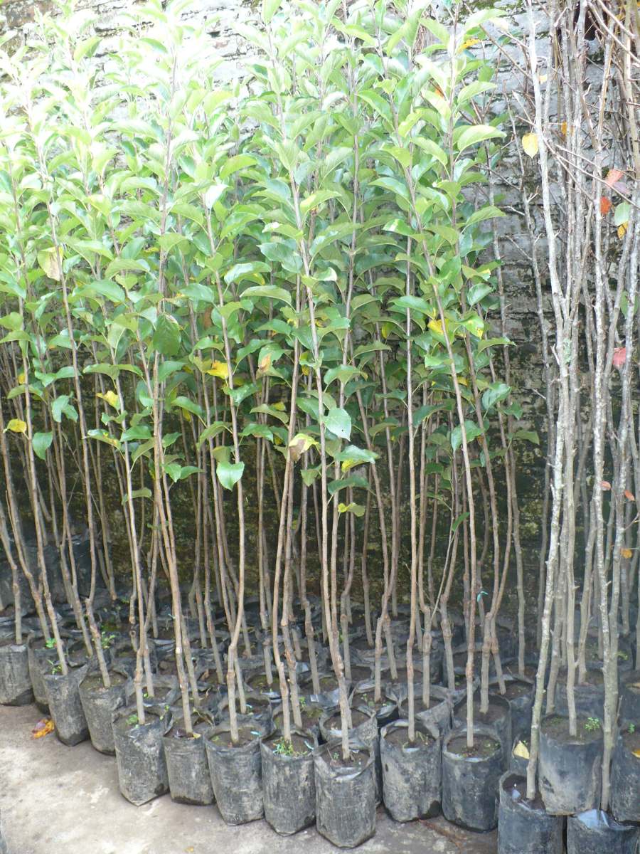 Laurel Laurus Nobilis Gua De Botnica Sapeando Laurel Laurus Nobilis Gua De Botnica Sapeando