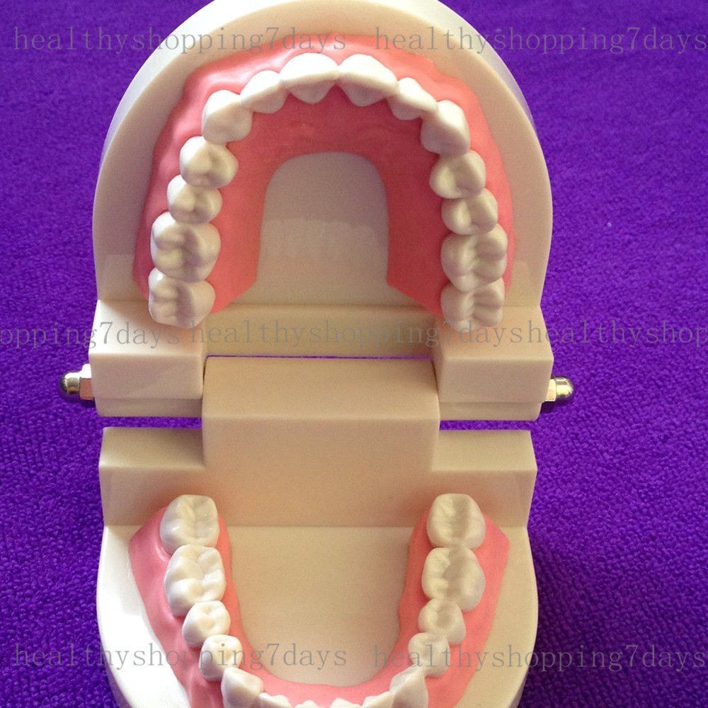 Arcada Dental Para Estudio Y Practica - $ 25.000 en Arcada Dental Para Estudio Y Practica - $ 25.000 en