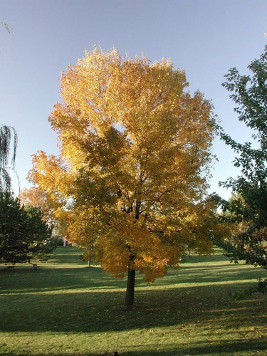 Árvore Do Ceu - Fraxinus Americana Freixo - Bonsai 