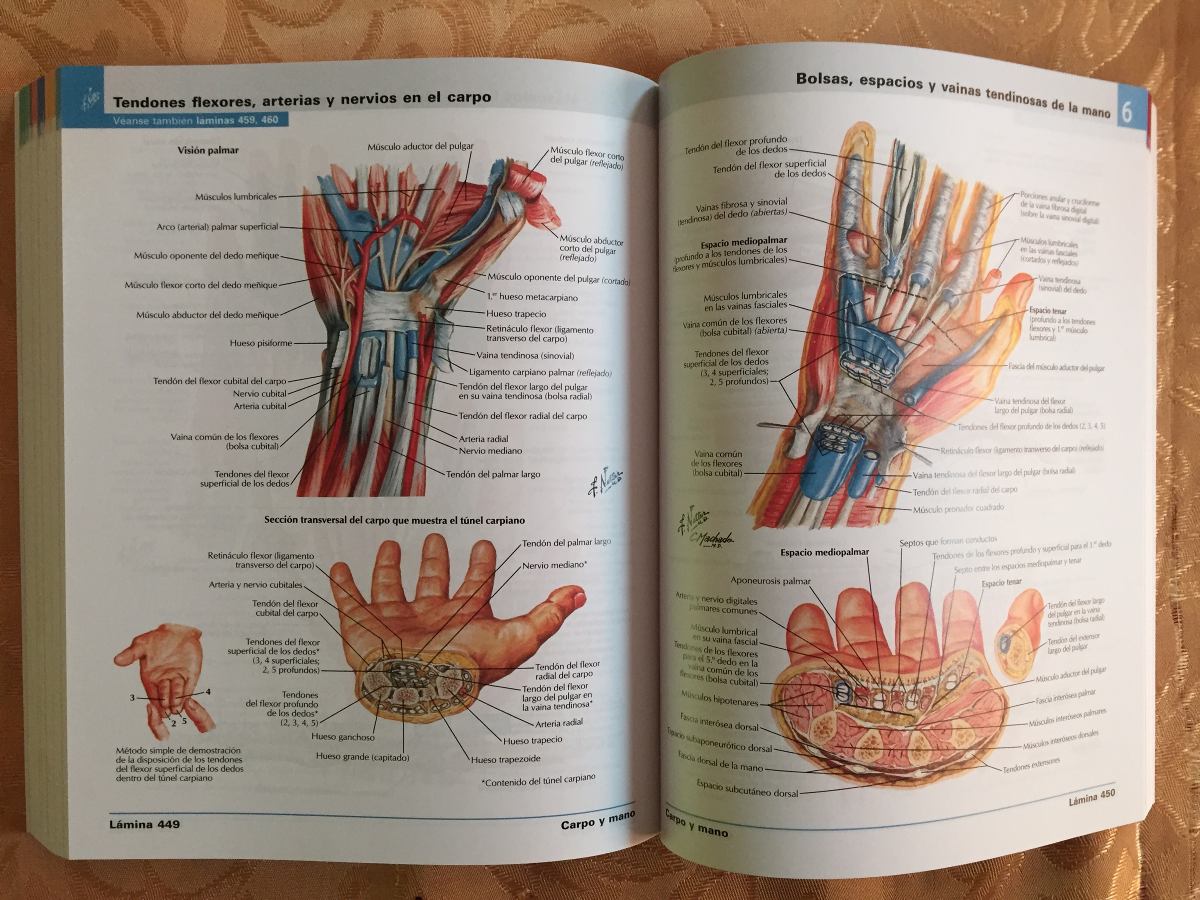 Comprar atlas de anatomia humana