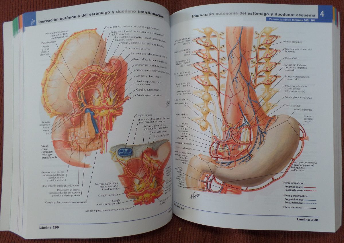 Featured image of post Atlas Da Anatomia Humana Anatomia em sec es com v rias t cnicas de gera o de imagens atlas anat mico interativo da cabe a do c rebro e do pesco o com base em diagramas anat micos e exames por imagens m dicas de tc e irm