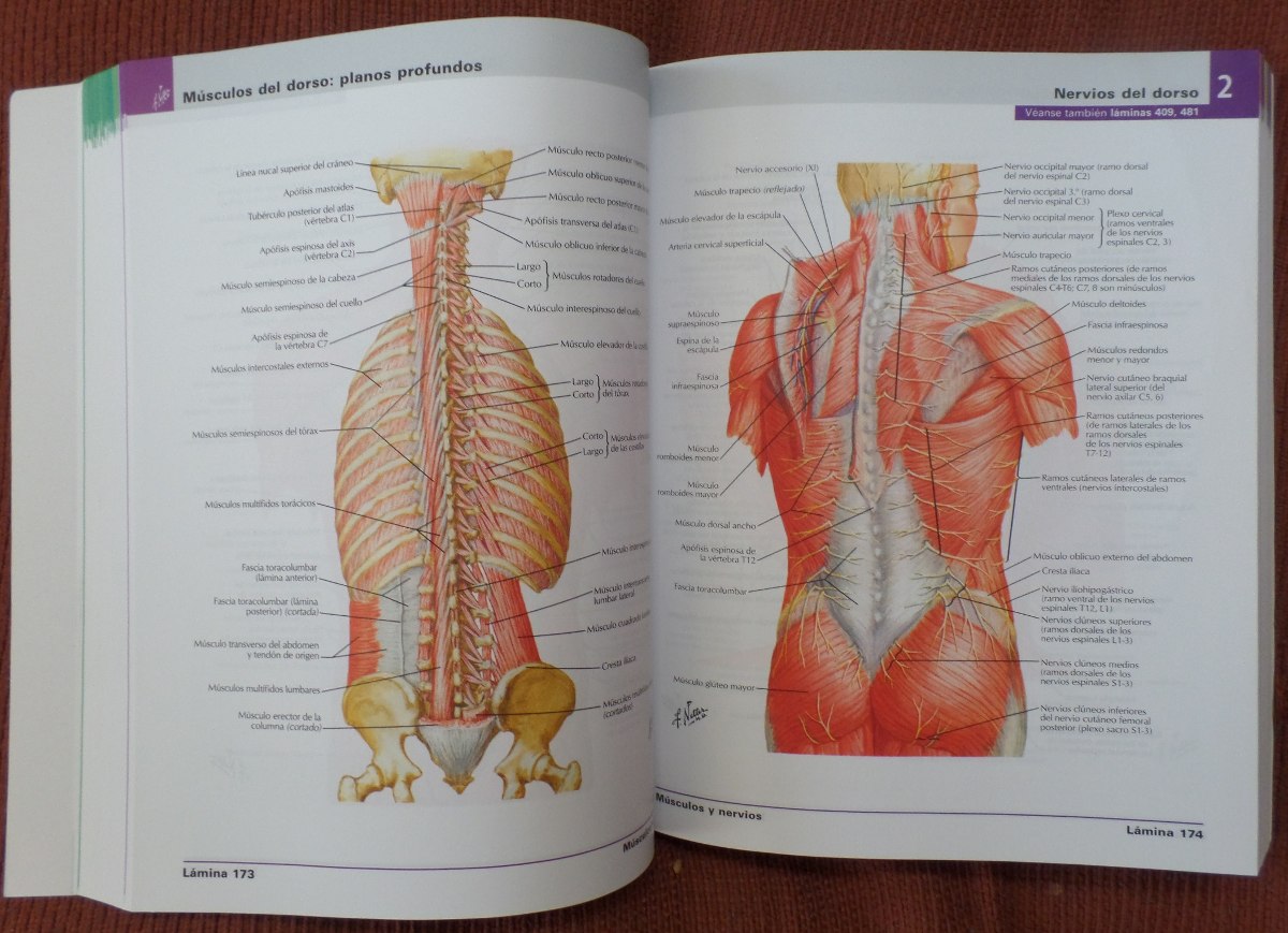 Featured image of post Atlas De Anatomia Netter Pdf Nueva edici n del atlas de anatom a humana ilustrado m s apreciado y conocido a nivel mundial
