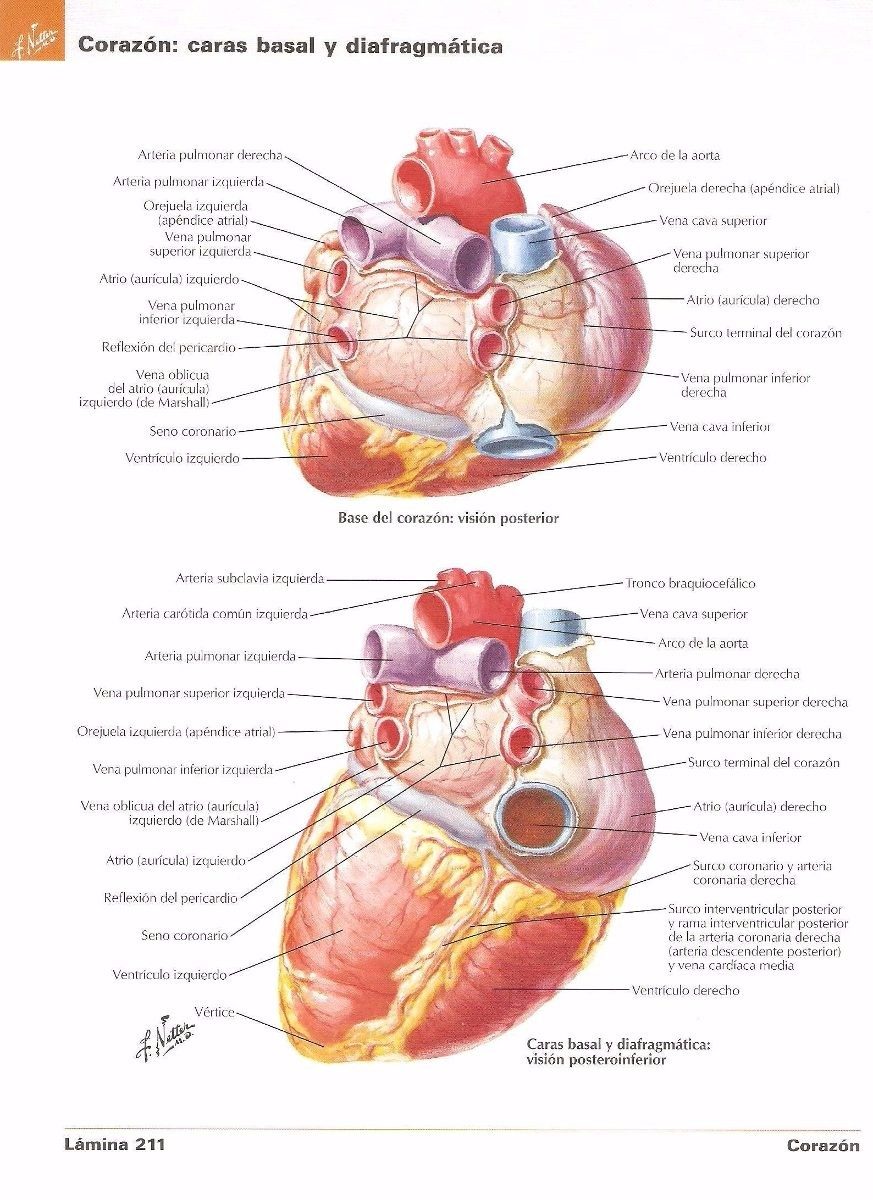 Atlas de anatomia humana musculos pdf