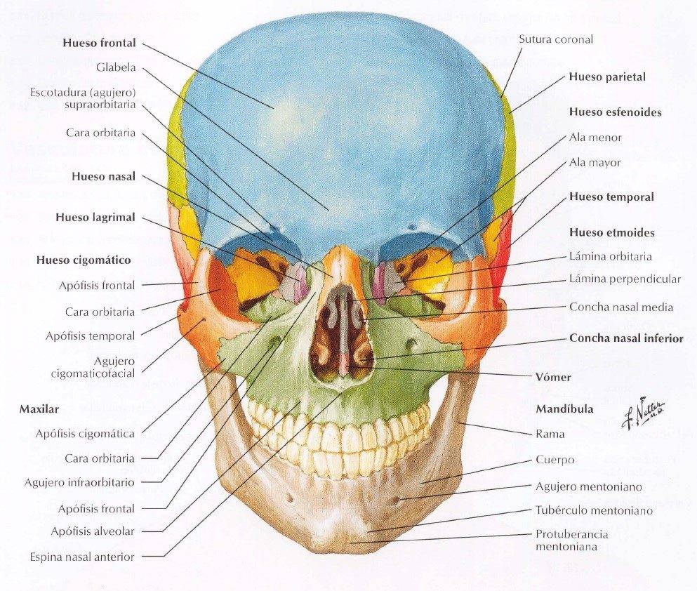 Atlas de anatomia comprar