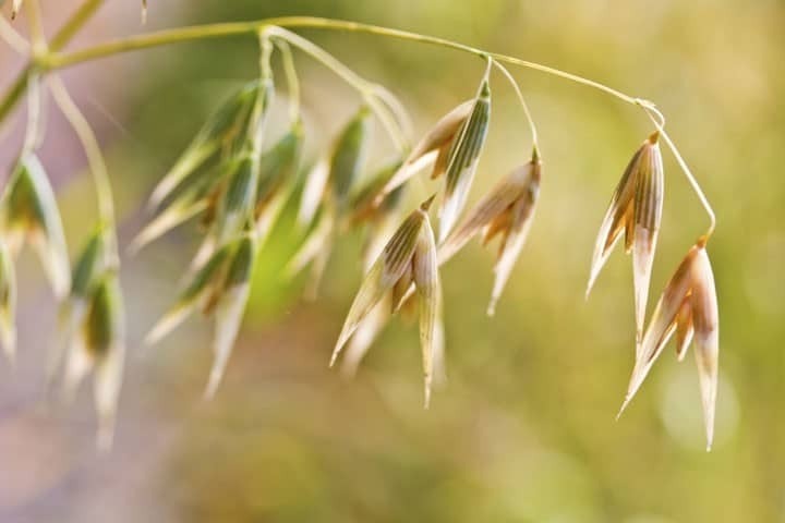 avena sativa avena sativa