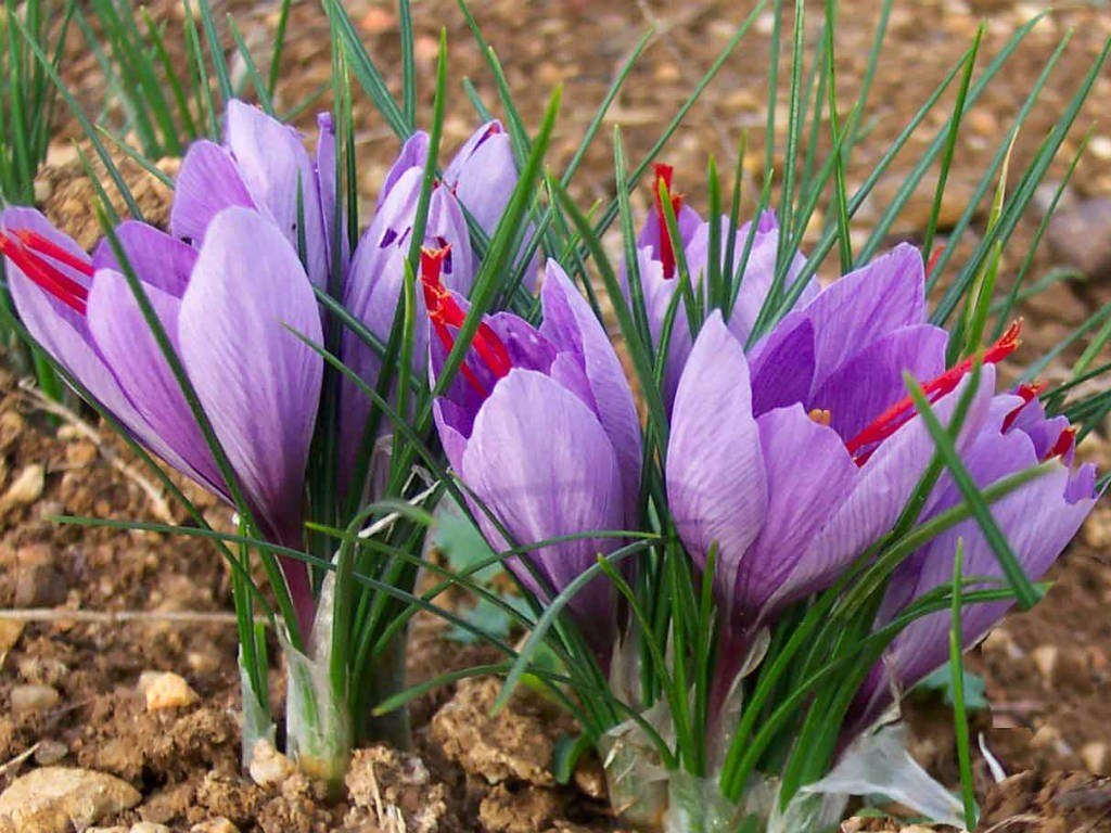 Azafrán, el oro rojo. Azafran-crocus-sativus-5-bulbos-D_NQ_NP_730111-MLM20464206359_102015-F