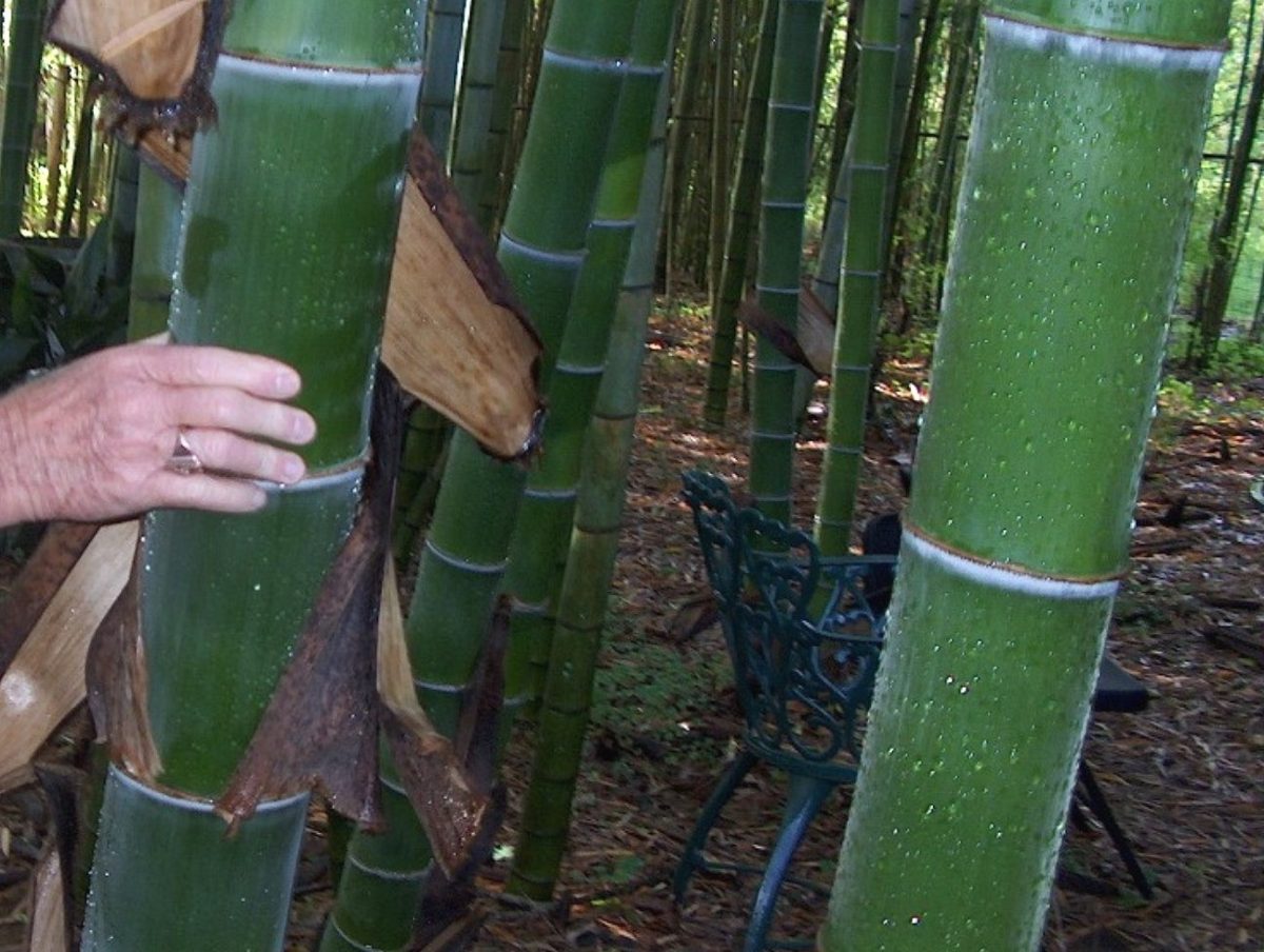 moso bamboo phyllostachys pubescens moso bamboo phyllostachys pubescens