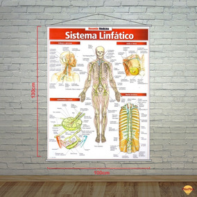Sistema Linfatico Humano Pdf