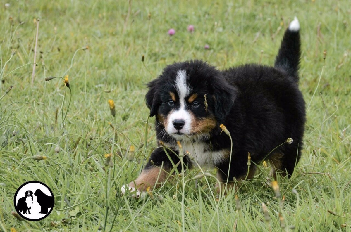 Bernes De La Montaña Cachorro Puros - $ 2.400.000 en 