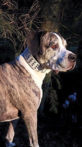 Bestia  Star  Collar de Perro de Cuero Genuino con Tachuelas