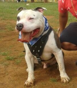 quanto custa um american pit bull terrier blue nose american pitbull terrier x blue fawn filhotes r 1 900 quanto custa um american pit bull terrier blue nose american pitbull terrier x blue fawn filhotes r 1 900