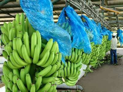 Resultado de imagen para banano en bolsas plasticas