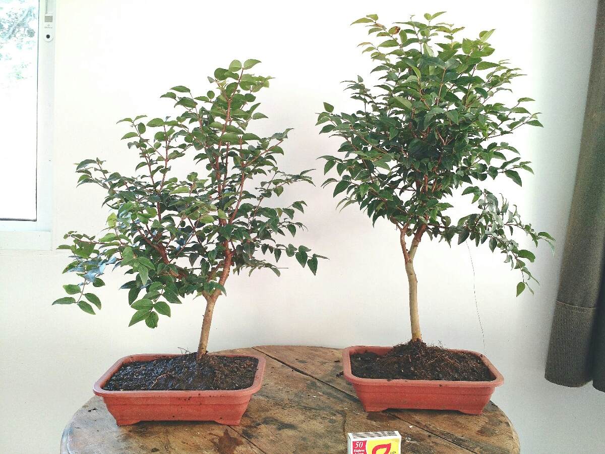  Bonsai De  Jabuticaba 5 Anos R 79 00 em Mercado Livre